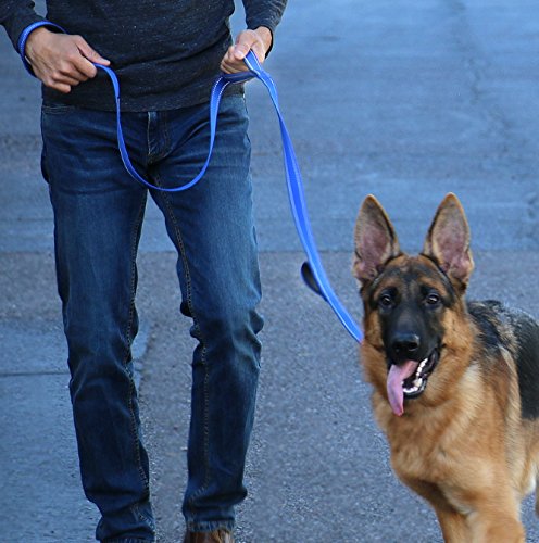 Max and Neo dog-in-use orange leash demonstrates 6 ft length and three-handles in action.