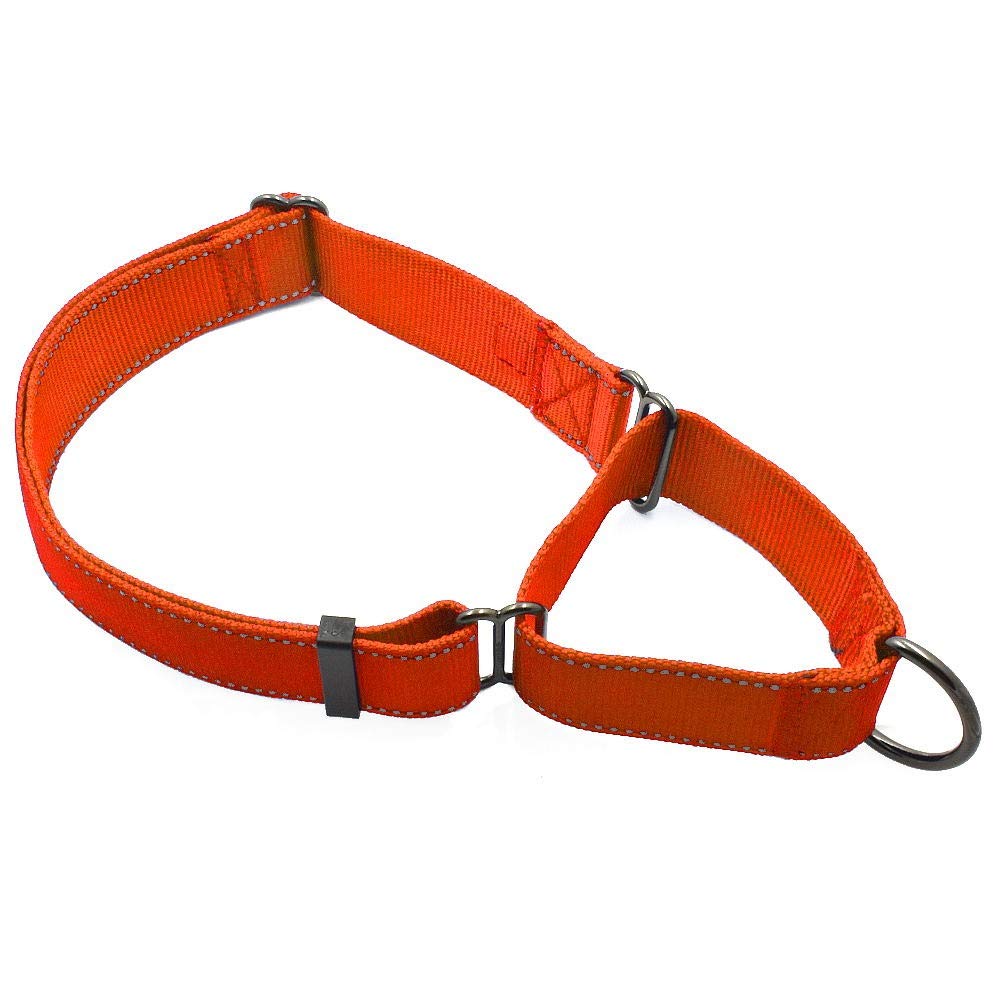 Max and Neo nylon extra large martingale collar orange during a walk for reliable control.