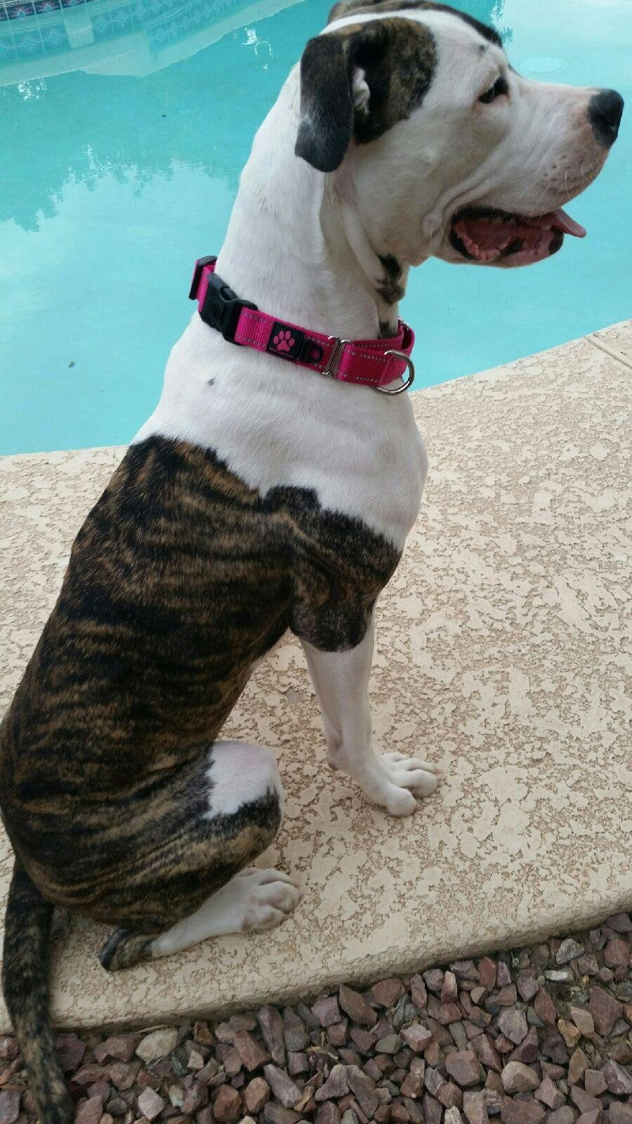 Max and Neo nylon martingale collar small red packaging ready for gifting and quick ship