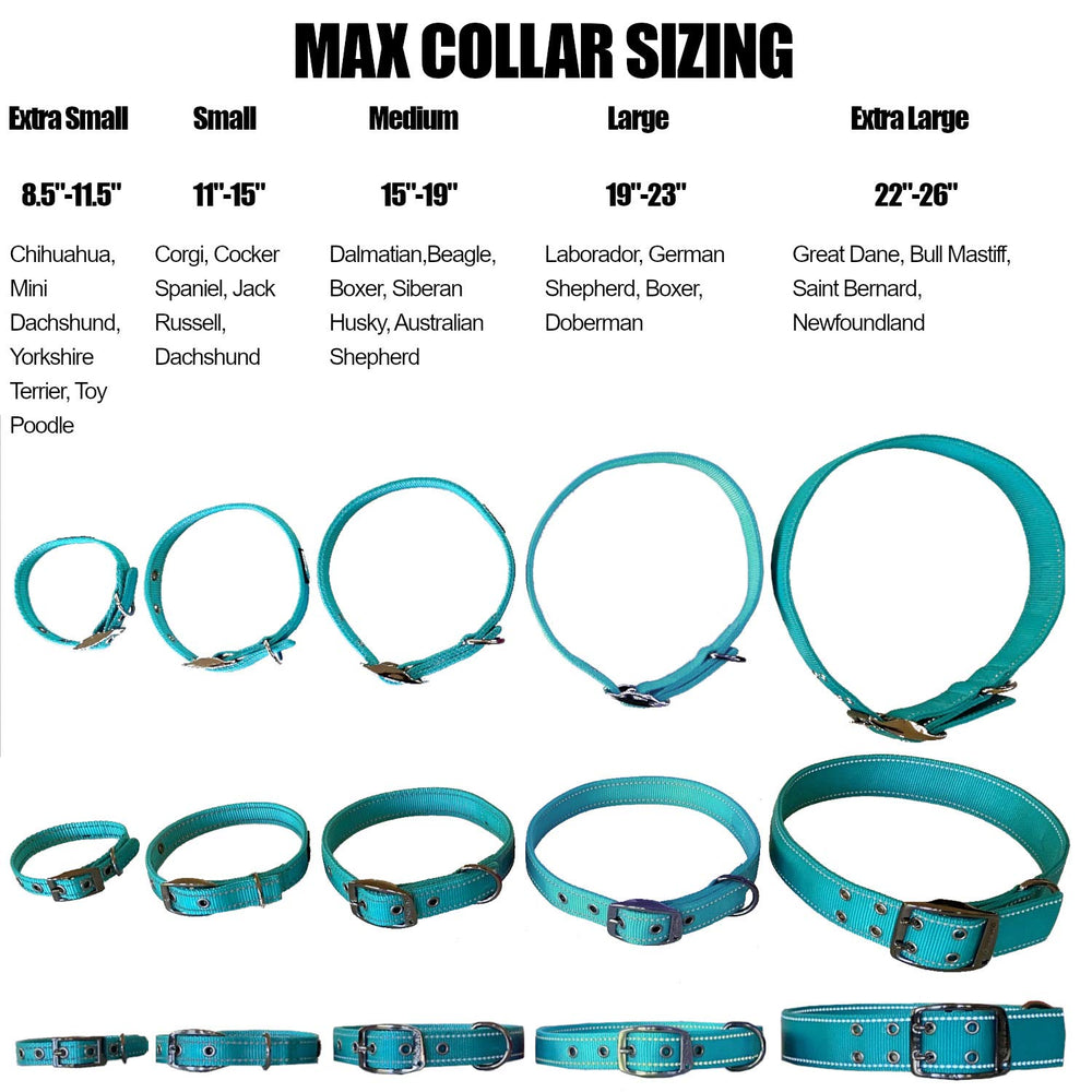 Max and Neo reflective stitching on teal collar boosts nighttime safety