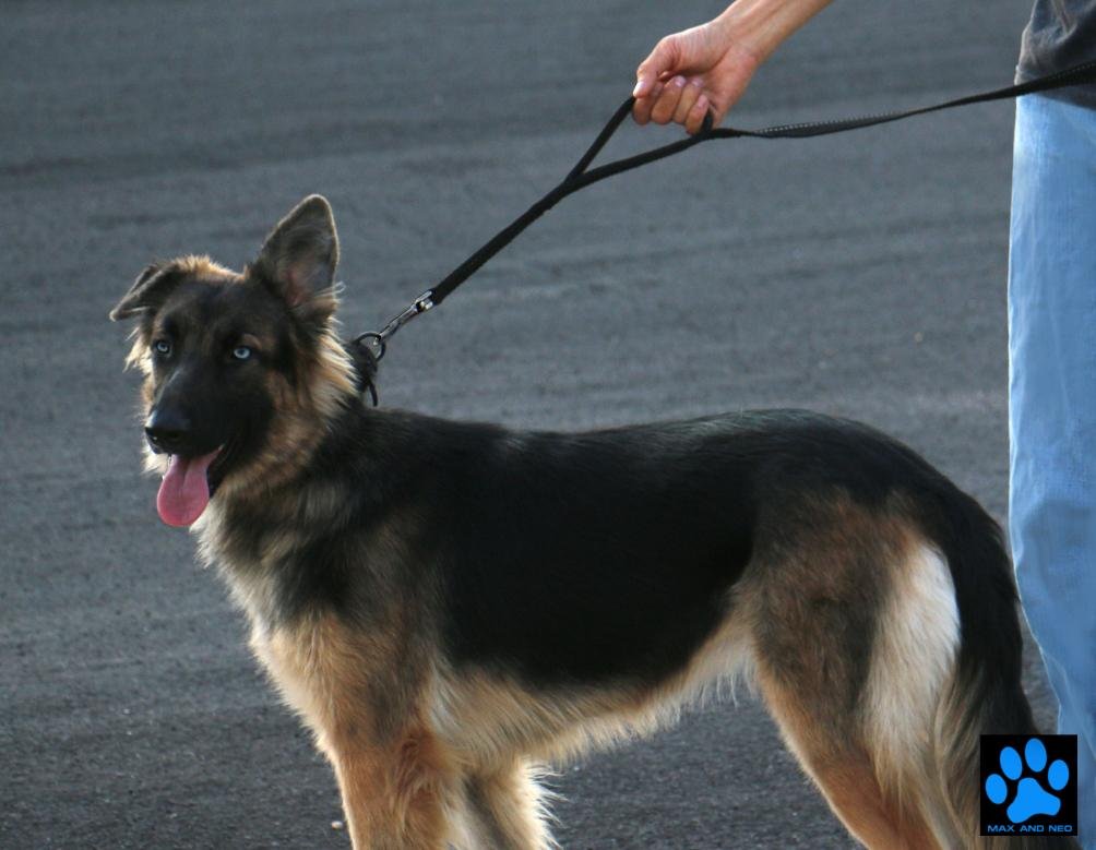 Max and Neo leash with D-ring near handle for accessories during walks