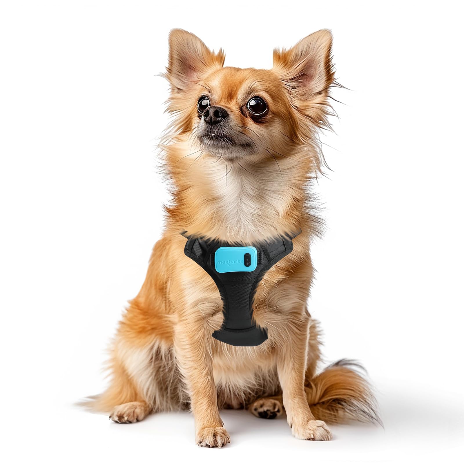 Max Barks bark control vest worn during daily play for comfort and focus.
