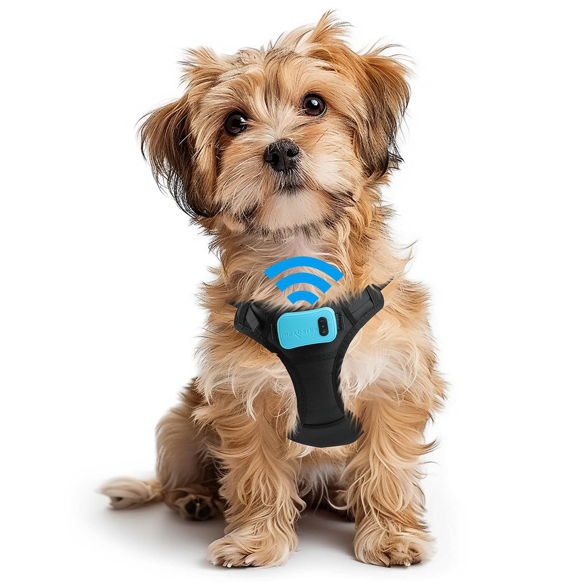 Max Barks bark control vest worn on a small dog during a calm walk.