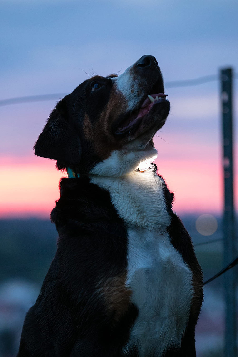 Max & Molly one-size-fit-all strap fits most collars and leashes.