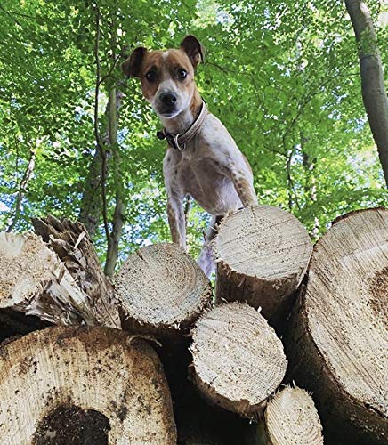 Max & Molly padded neoprene collar offers soft-touch comfort for sensitive necks during daily adventures.