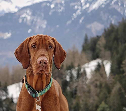 Max & Molly Ultra Comfort Collar side view highlights durable hardware and secure fit for adventurous dogs
