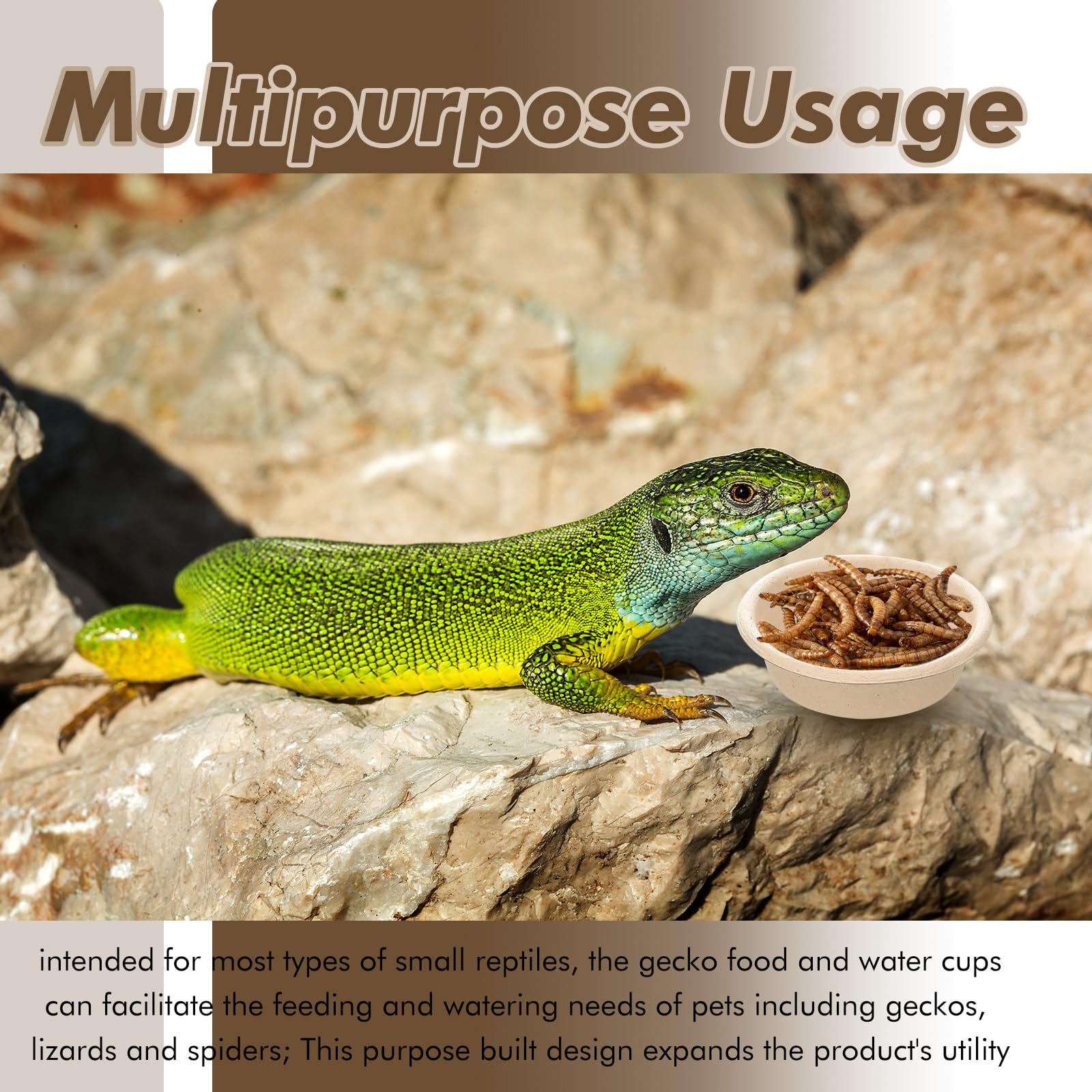 Maxcheck gecko feeding cup compatible with small reptile racks