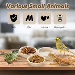 Maxcheck small reptile cups mounted on a rack for tidy meal times.