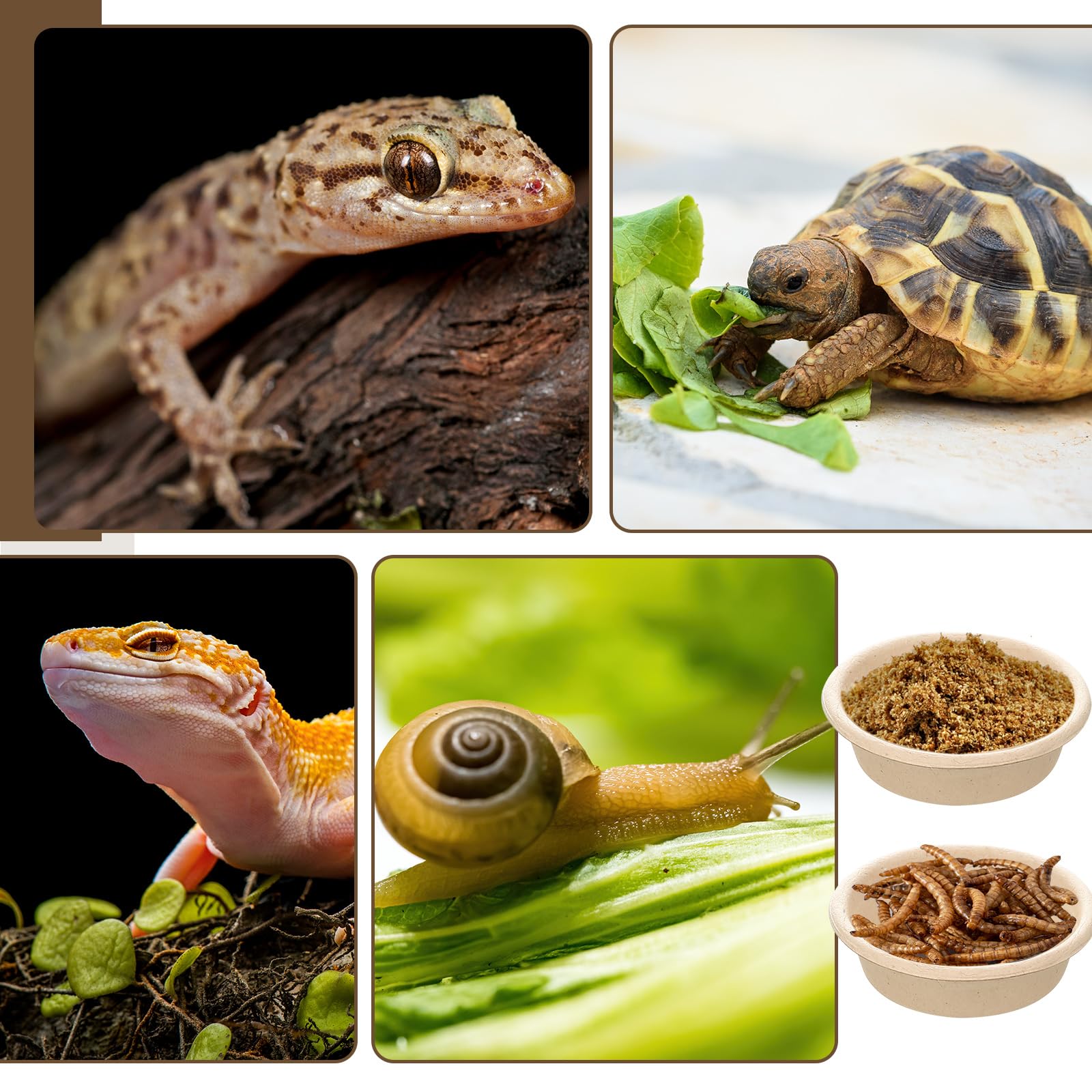 Maxcheck universal-fit reptile cups on a ledge delivering small portions safely.