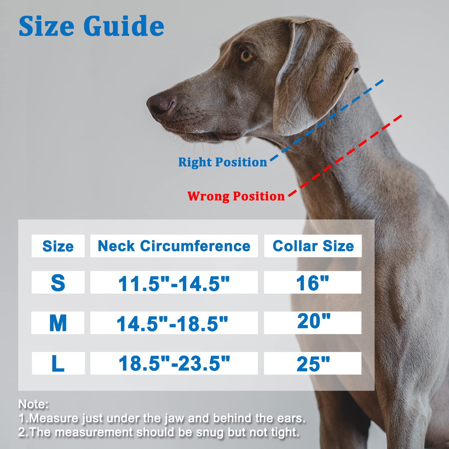 Mayerzon martingale-collar d-ring detail highlights sturdy leash attachment for security