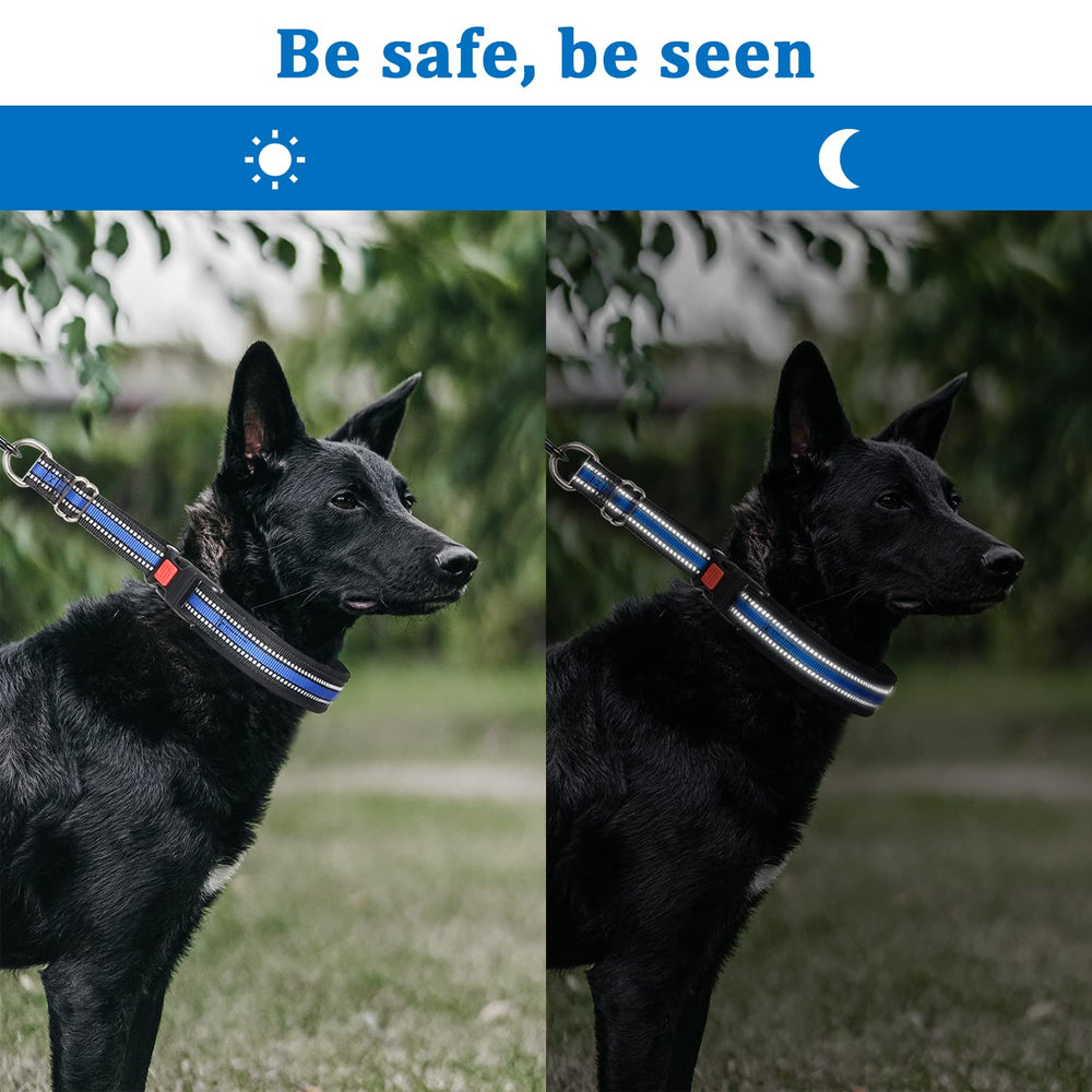 Mayerzon martingale-collar quick-release buckle demonstrates fast, safe fitting during walks