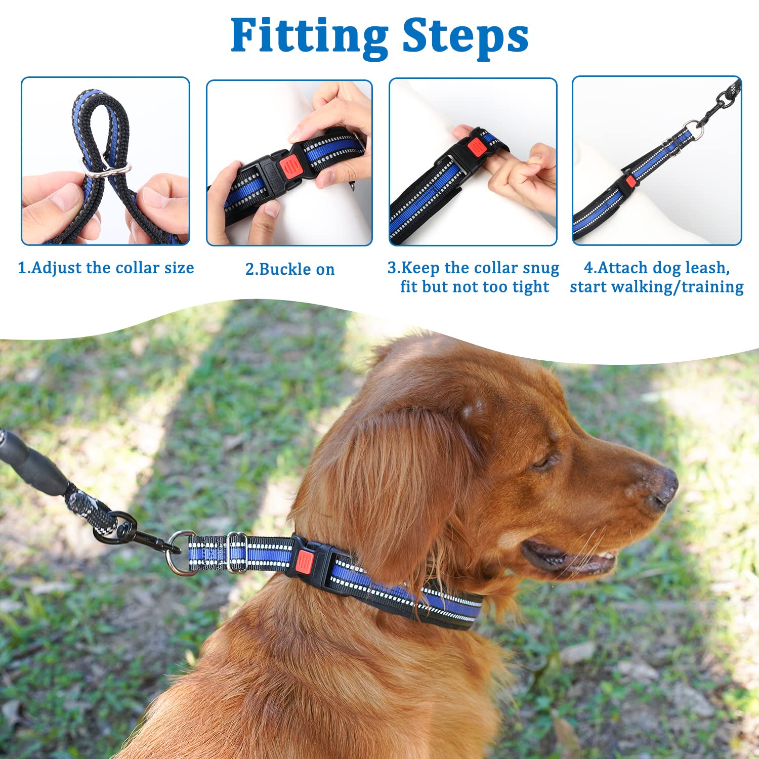 Mayerzon martingale-collar walking-on-path captures daily stroll use and control