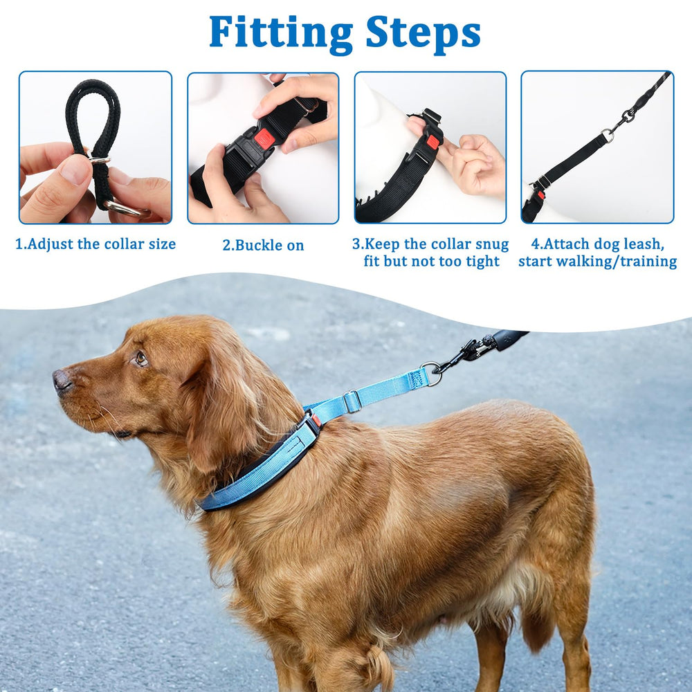 Mayerzon no pull collar used during outdoor training to reduce pulling.