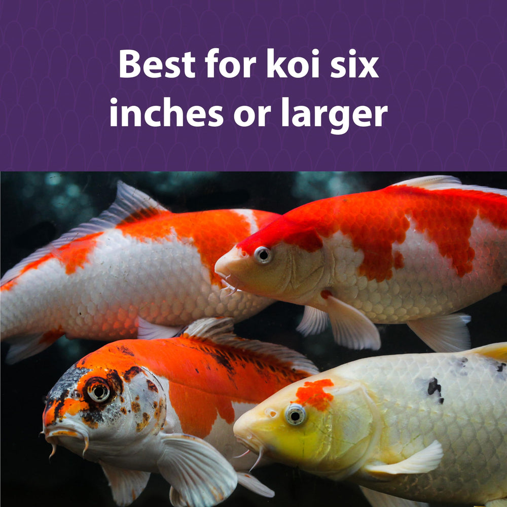 Mazuri Koi Platinum Nuggets spirulina pigmentation enhances koi color and vibrant appearance