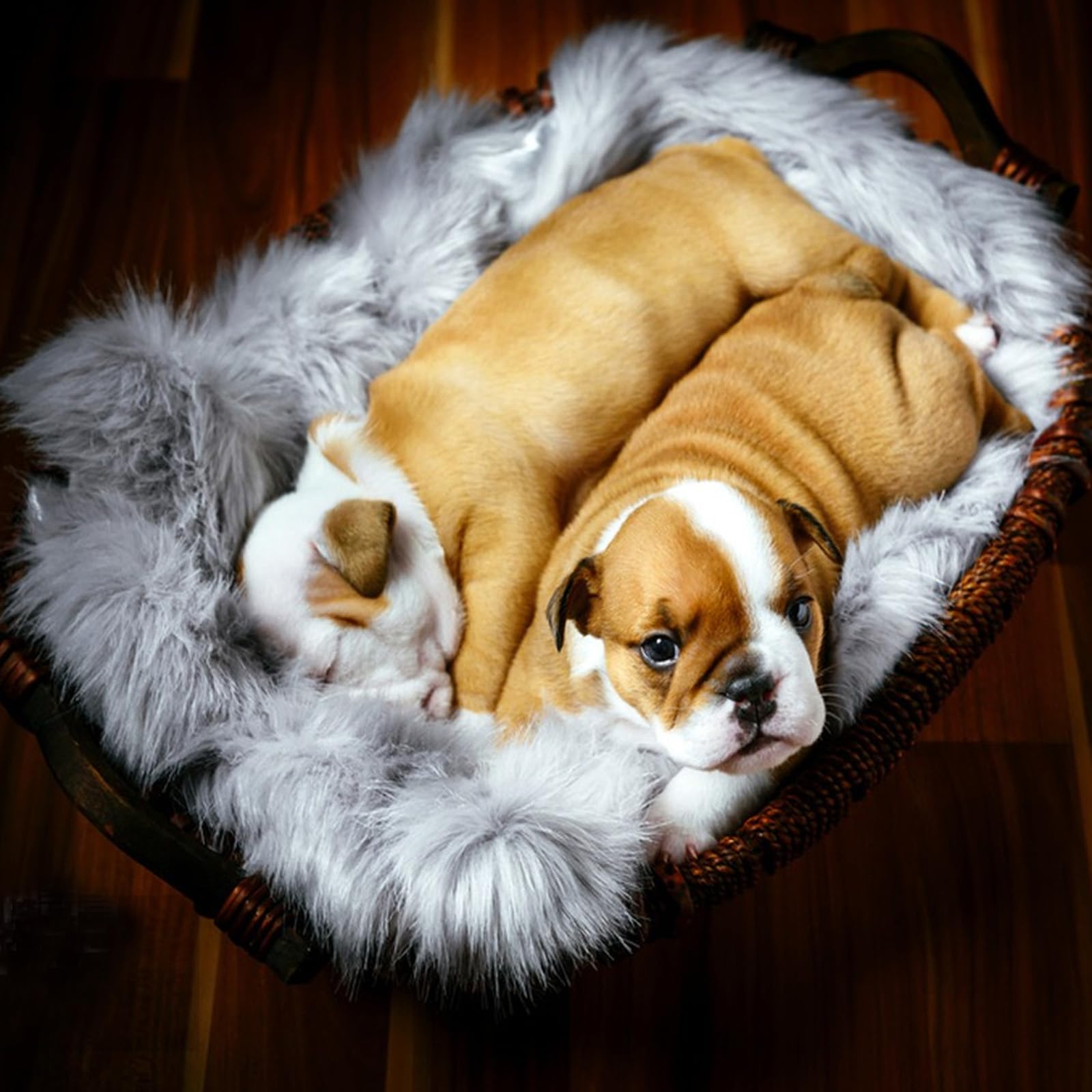 MeiSan self-warming bed mat 19-6x31-4-inch size fits pets.