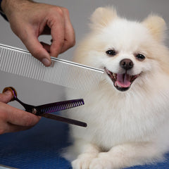 mekueeex 12-pack combs in use removing knots on a long-haired pet