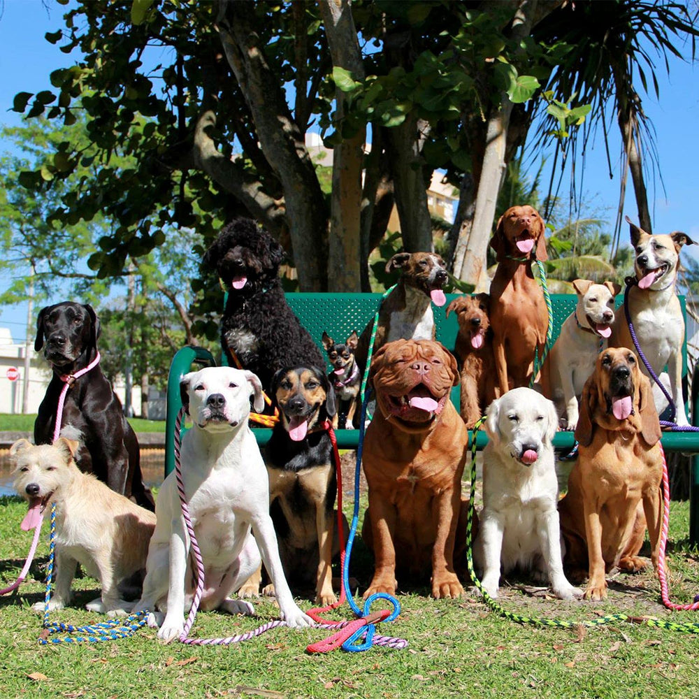 Mendota Pet Slip Leash handcrafted in the USA with quality craftsmanship.