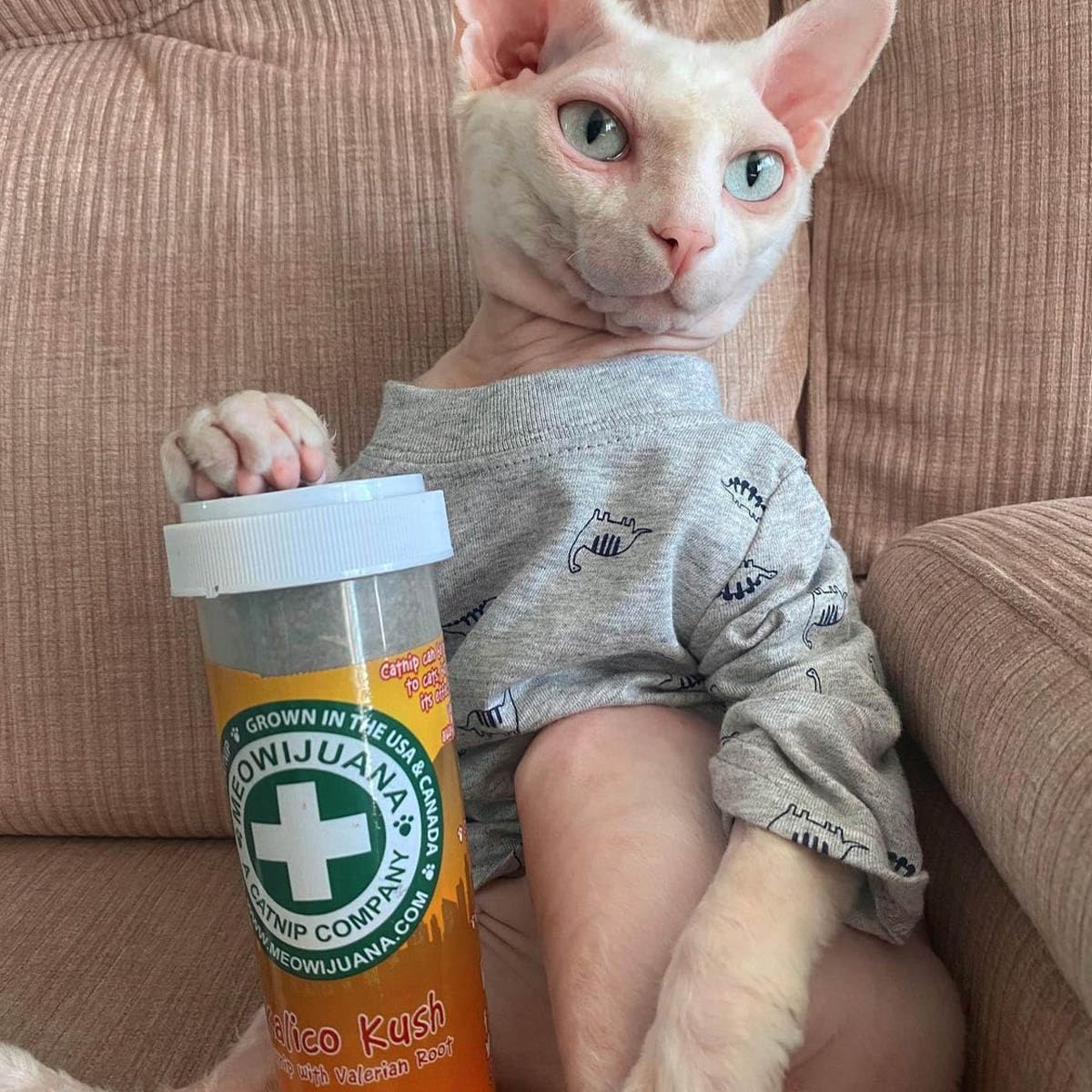 Meowijuana cat sniff reaction capturing feline interest during testing.