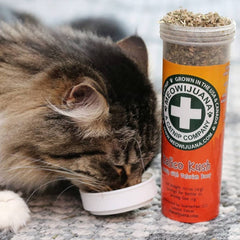 Meowijuana catnip bottle close-up highlighting freshness to entice curious cats.