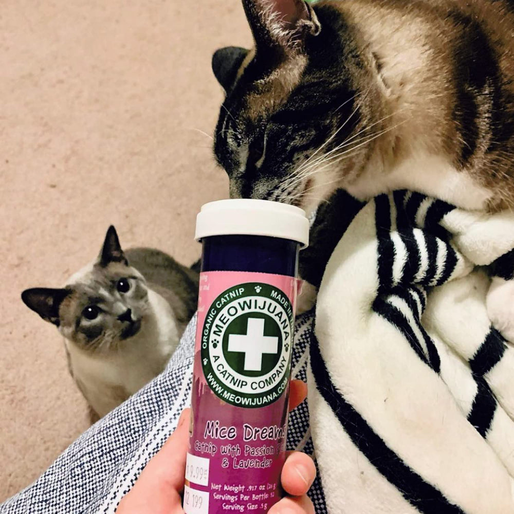 Meowijuana high-potency catnip leaf showing strong aroma for engagement.