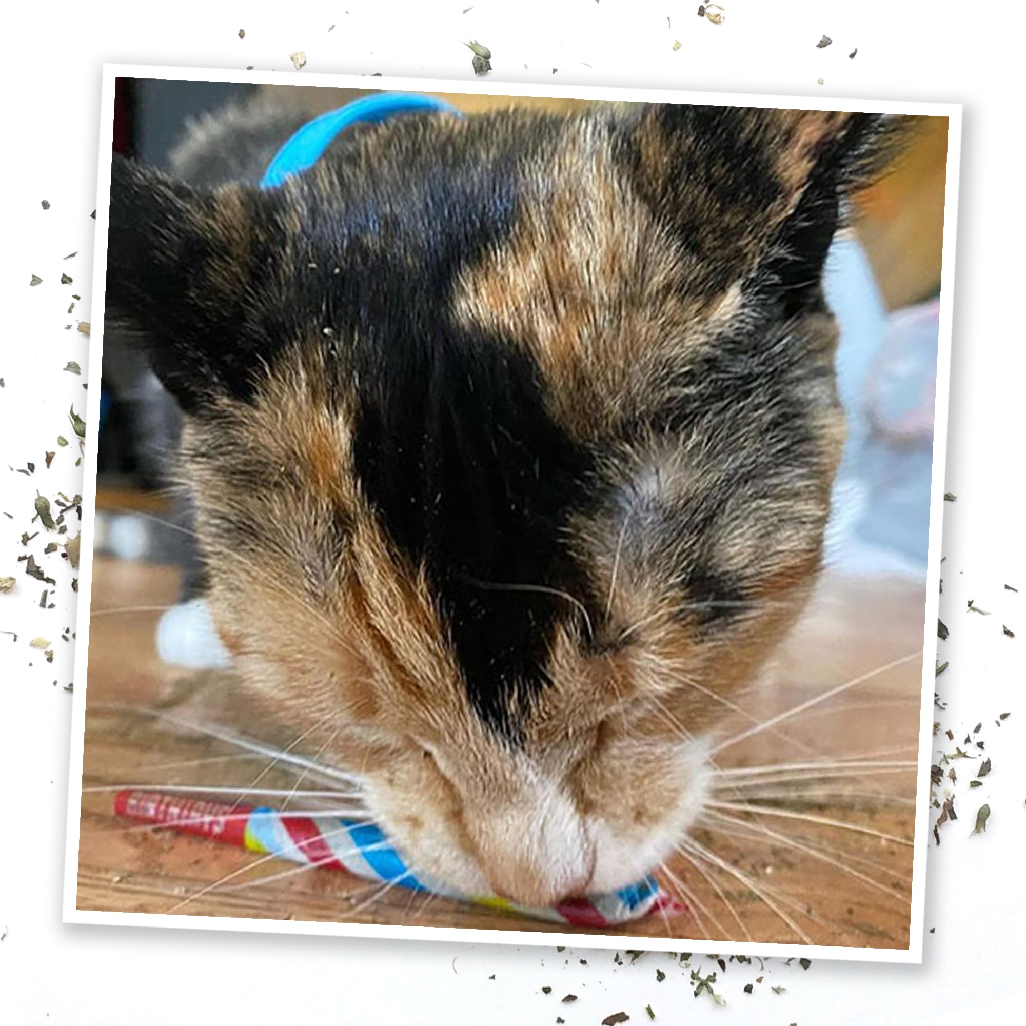Meowijuana North American catnip fields photo highlights natural farming origins.