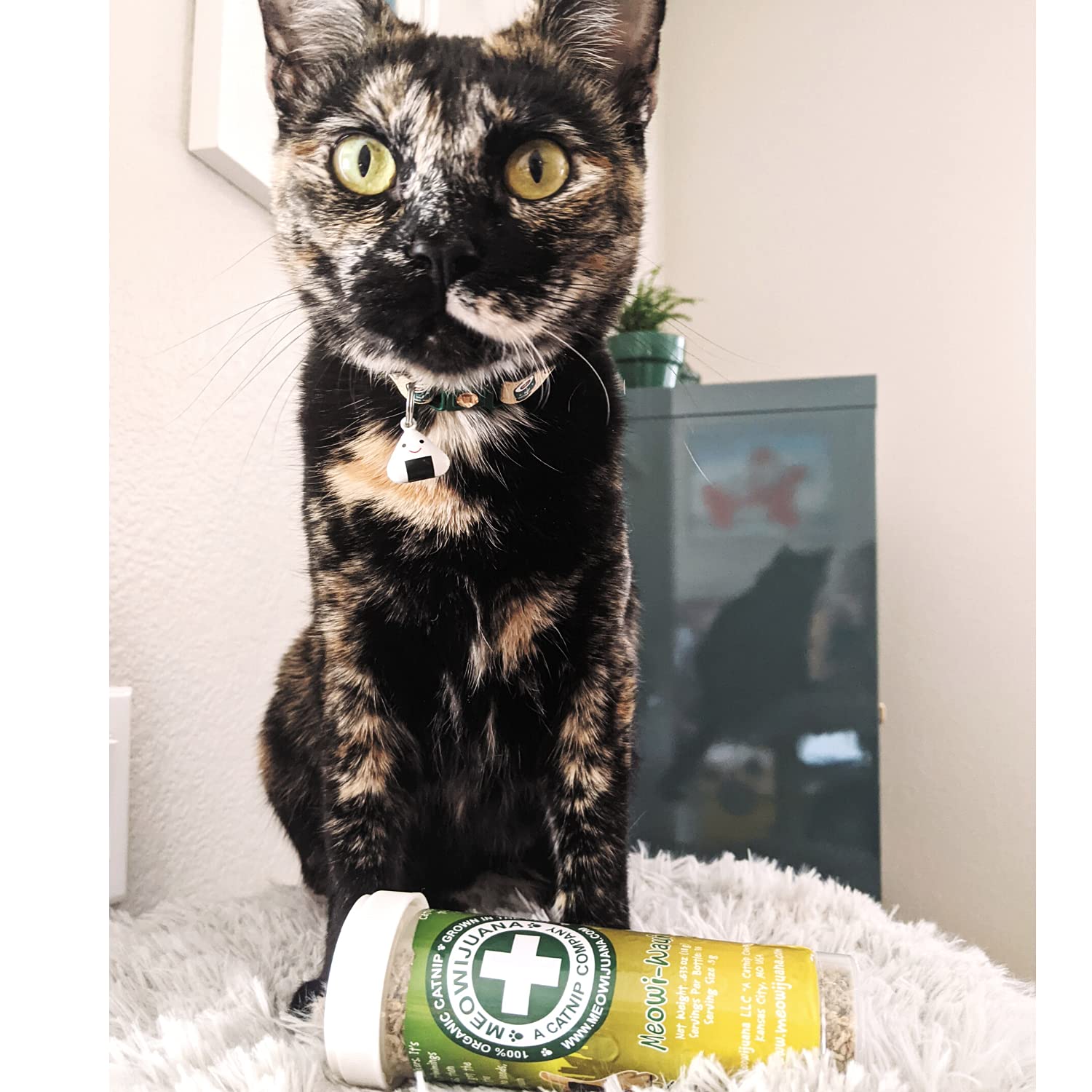 Meowijuana playtime ideas with catnip to inspire DIY toys.