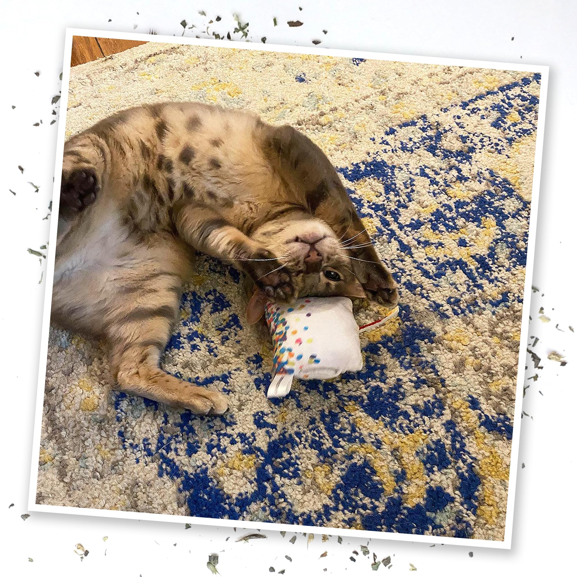 Meowijuana safety label on product bottle communicates feline-safe use guidelines.