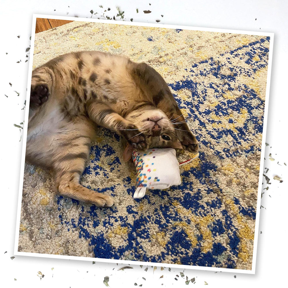 Meowijuana safety label on product bottle communicates feline-safe use guidelines.