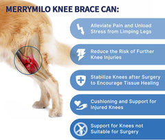 MerryMilo knee brace adjustable strap close-up demonstrates secure fit for walking.