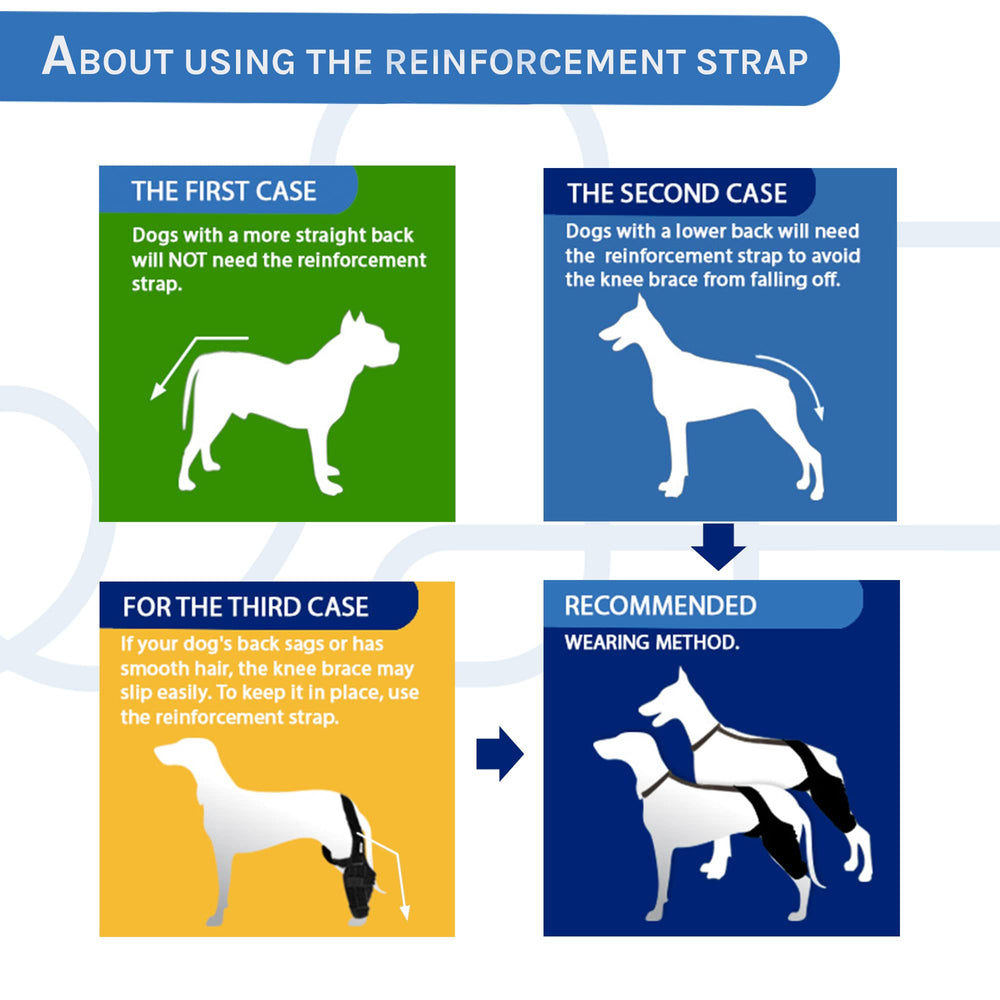 MerryMilo dog knee brace during walk illustrates improved mobility and confidence