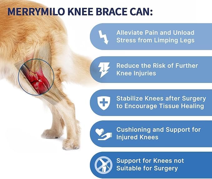 MerryMilo dog knee brace side profile demonstrates discreet rear leg support during daily walks