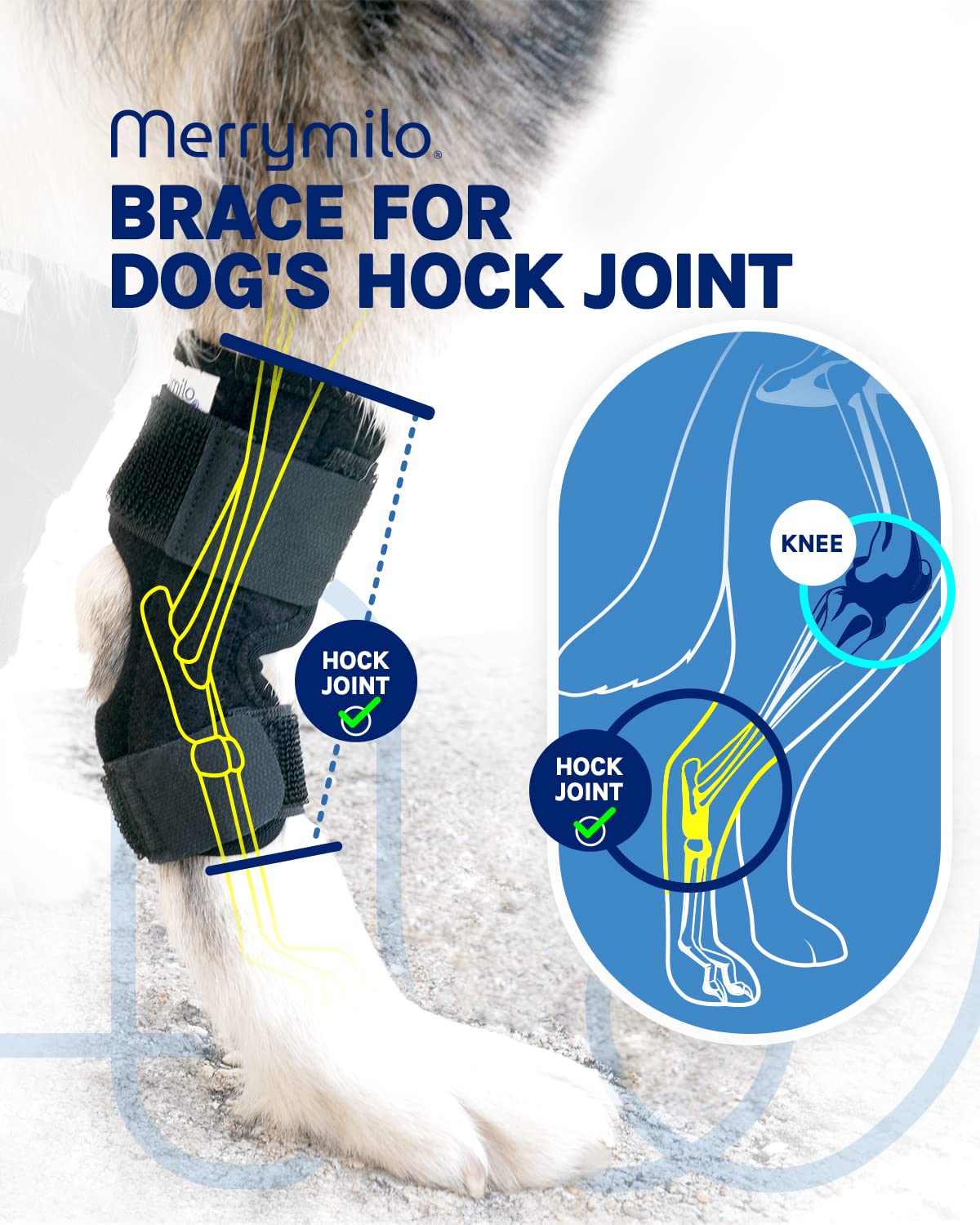 MerryMilo dog leg brace size chart helps determine the correct fit