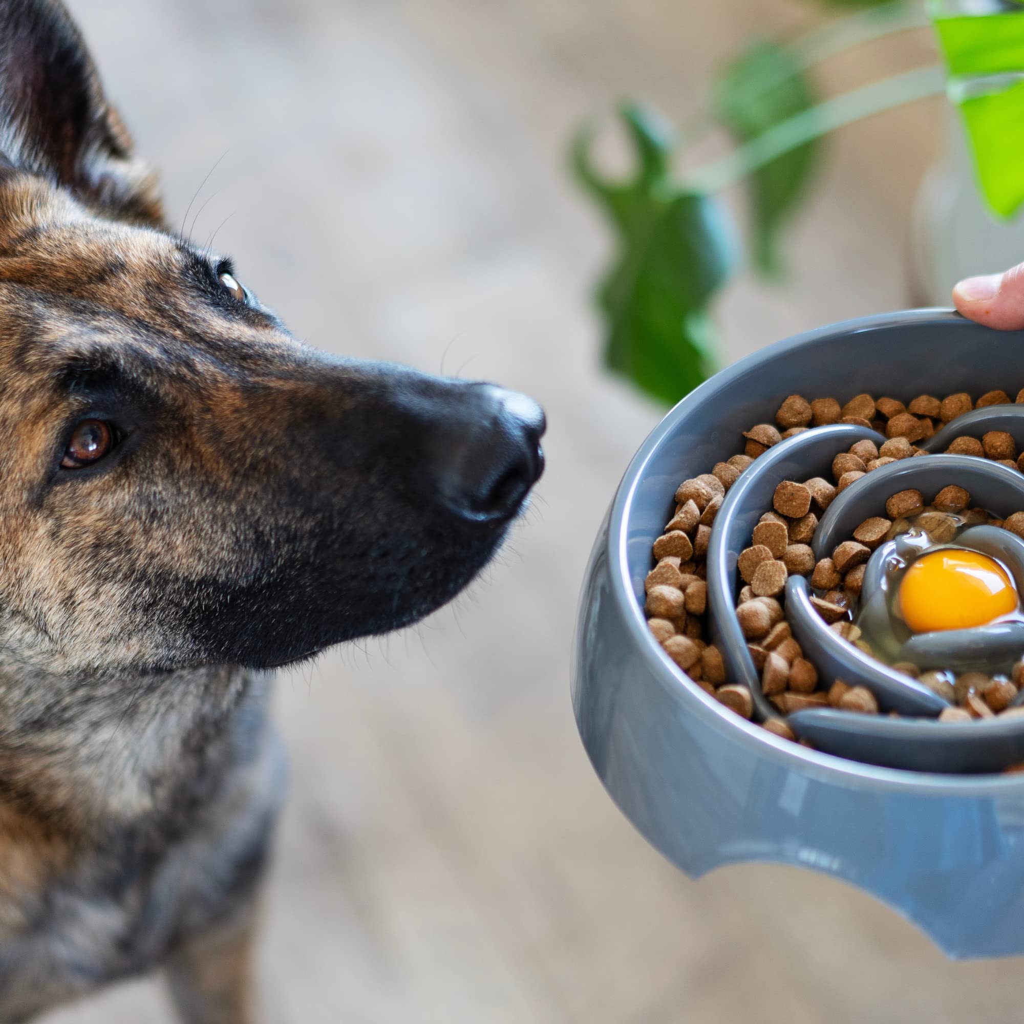 Messy Mutts interactive slow-feeder bowl offers odor- and stain-resistant design for busy households.