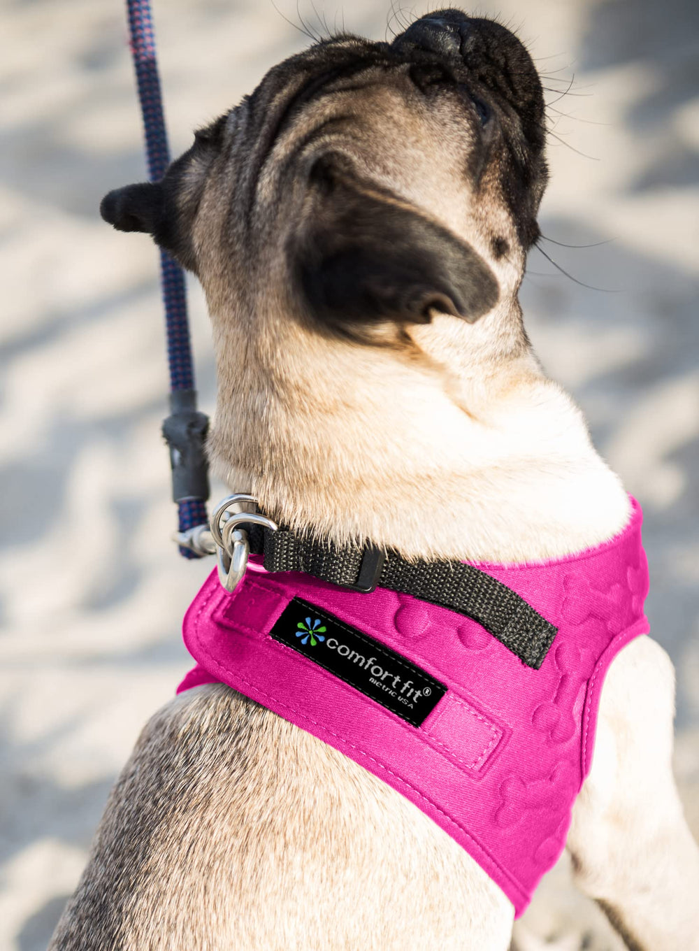 Metric USA harness on a medium dog during a stroll, emphasizing lightweight design.