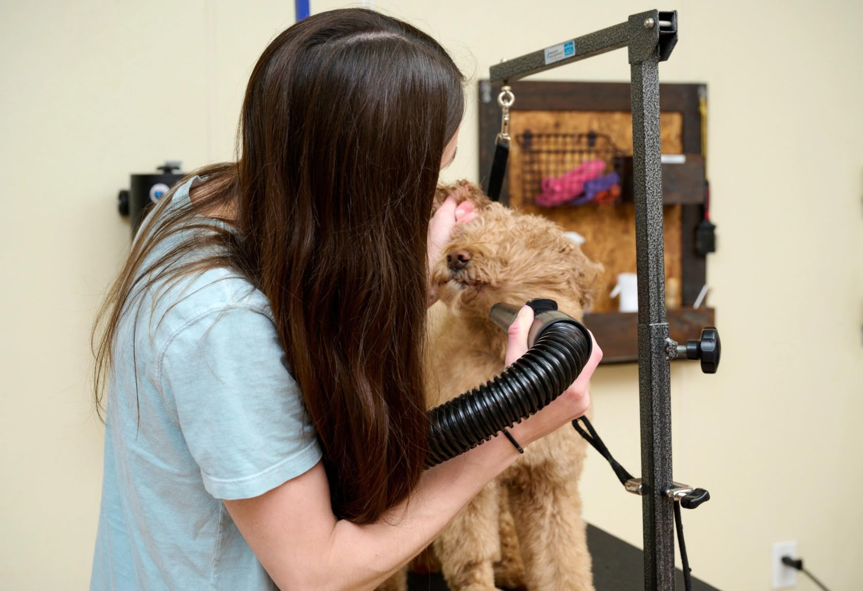 METROVAC MB-3V in-use grooming session shows fast, safe drying for multiple pets.
