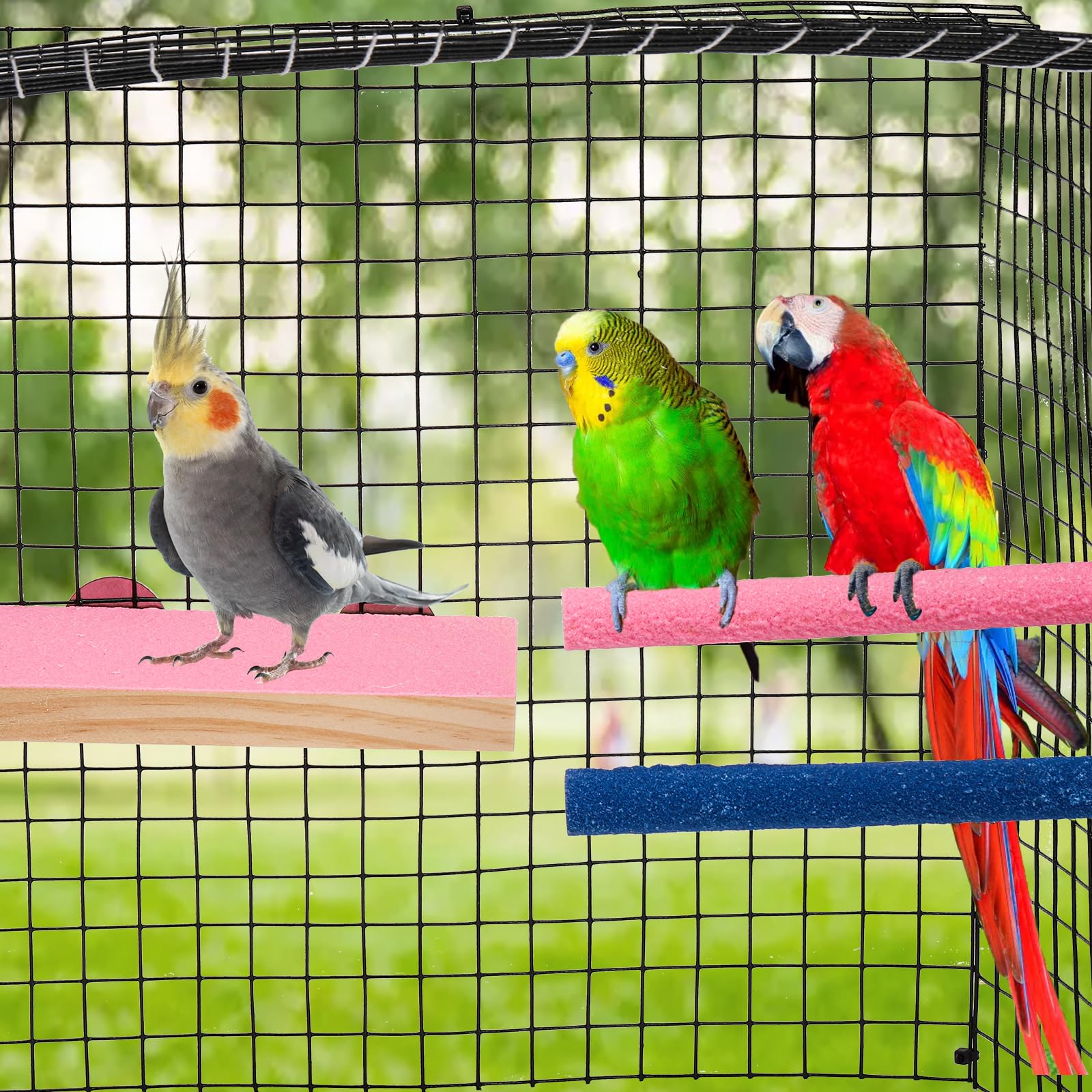 Mezchi birds relaxing on perch demonstrates enrichment and play potential