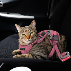 MHHYQF cat harness reflective-strip in use at dusk for visibility.