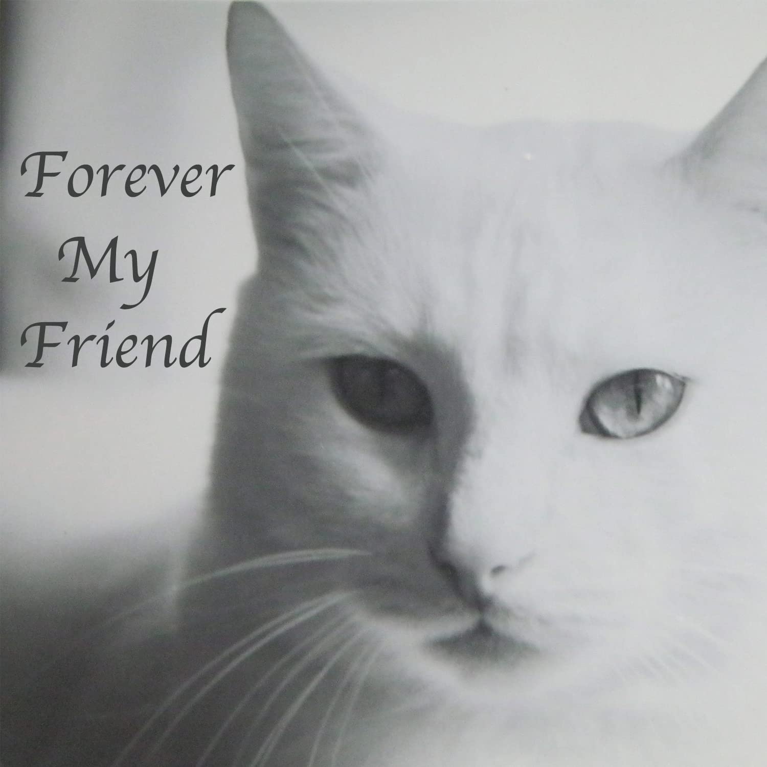 Mianachilu cat memorial keeps ashes safely stored and cherished.