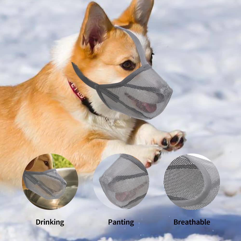 Miavers grey muzzle with adjustable straps demonstrates easy fit during walks