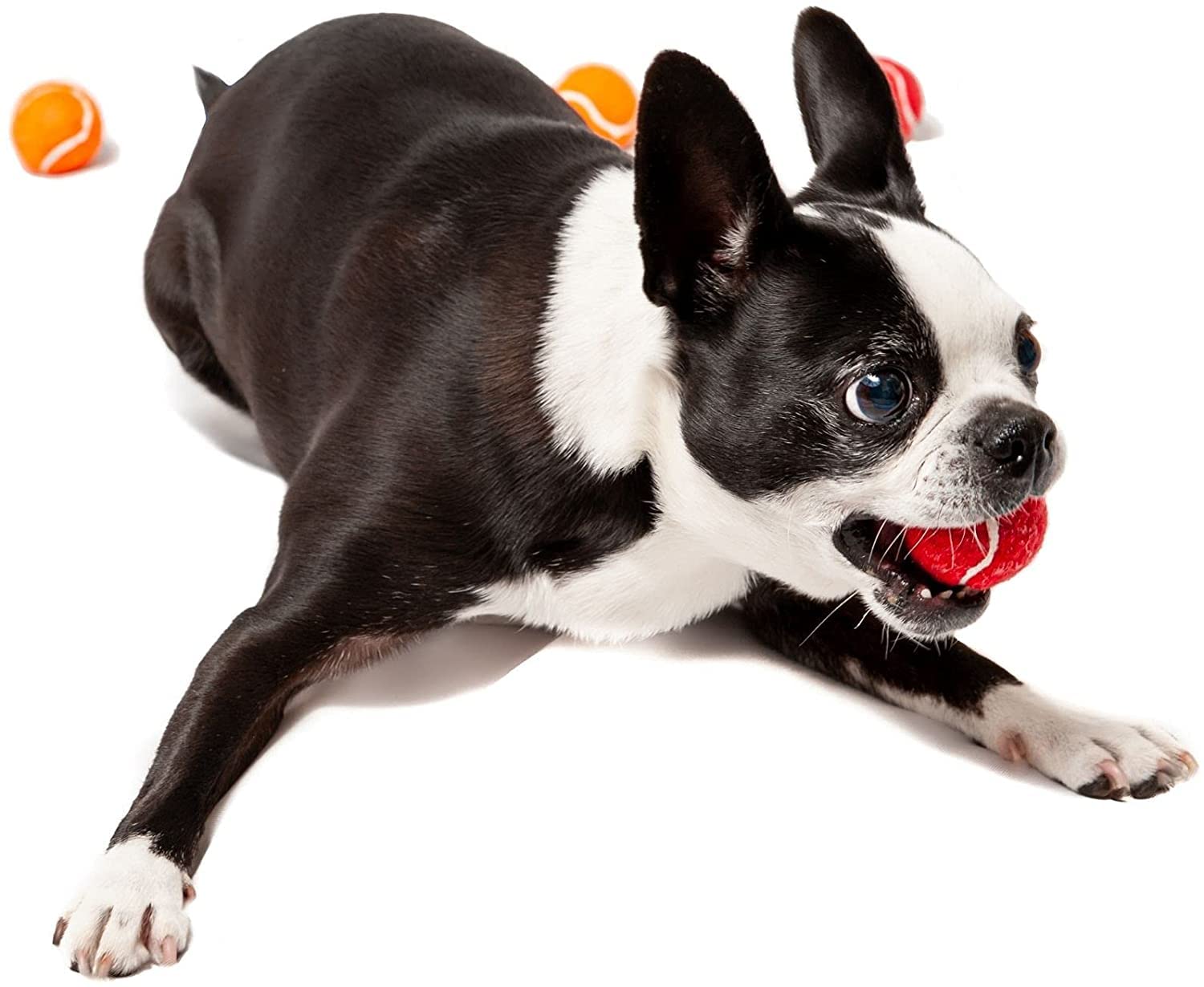 Midlee color assortment highlighted for variety during games with small dogs.
