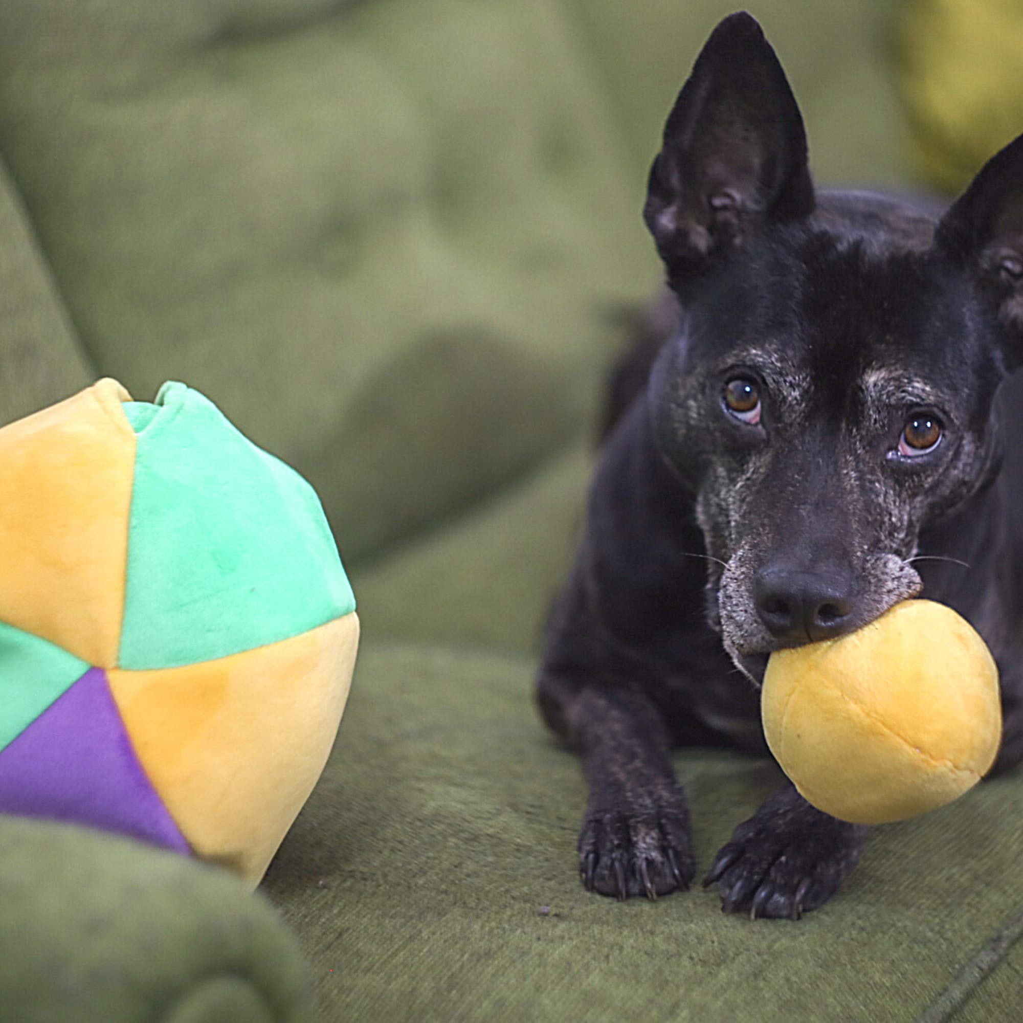Midlee Hide a Ball is sized for medium to large dogs during engaging solo play.