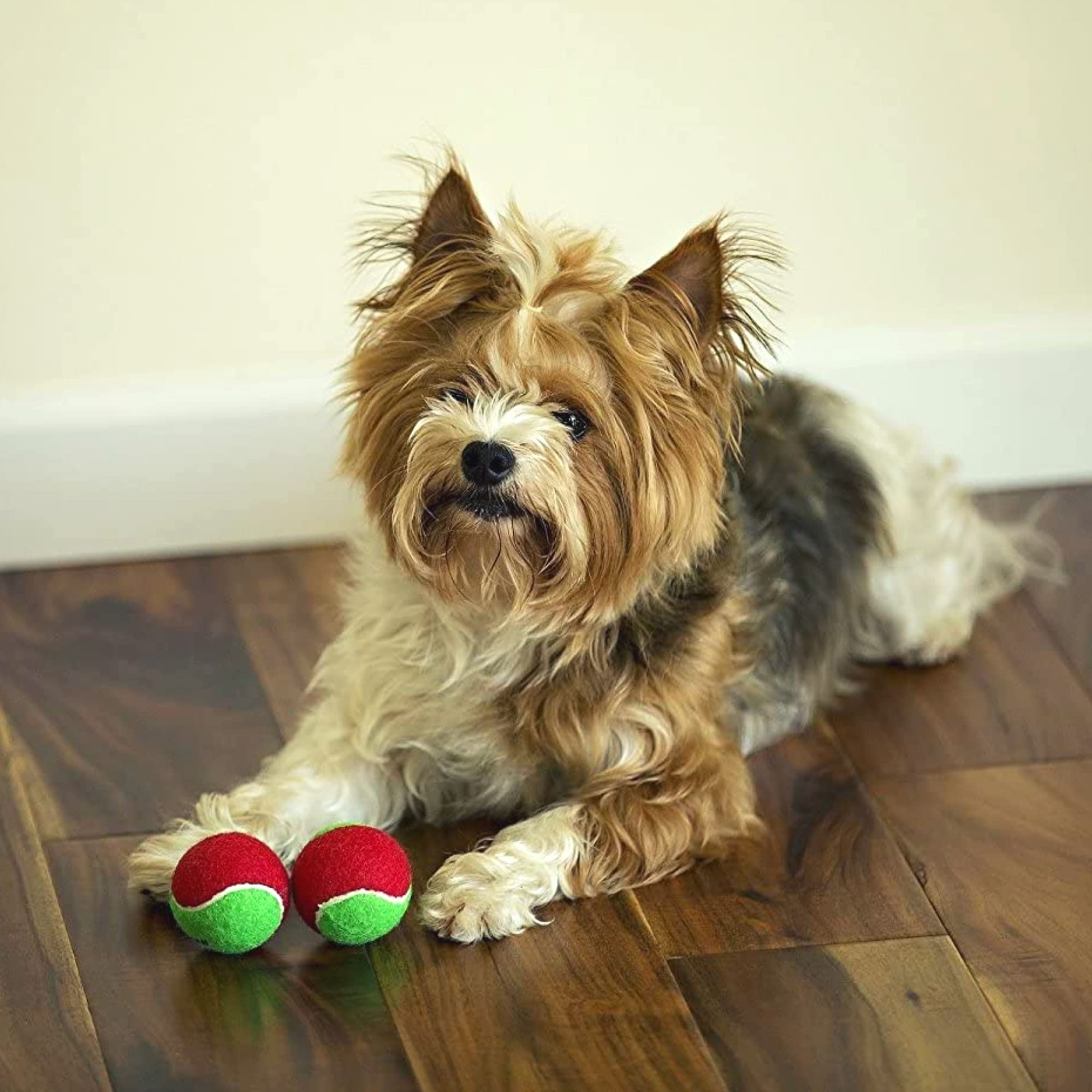 Midlee Merry Christmas small dog tennis ball closeup promotes safe soft play.