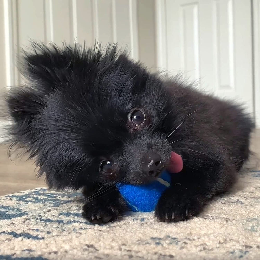 Midlee mini tennis balls as puppy party favors.