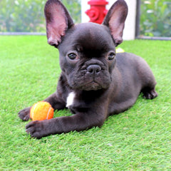 Midlee mini dog tennis ball in puppy mouth-friendly size supports easy fetch.