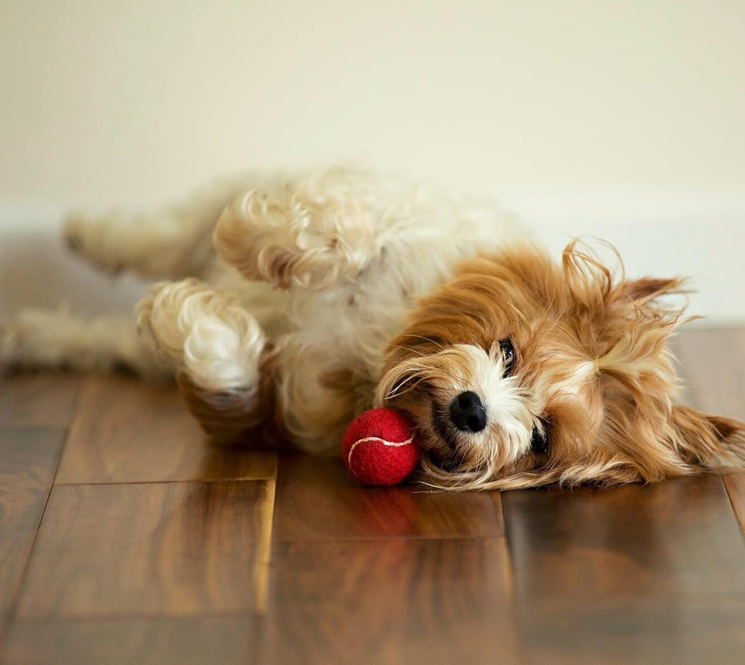 Midlee mini dog tennis balls red puppy-play action for wag-worthy fetch