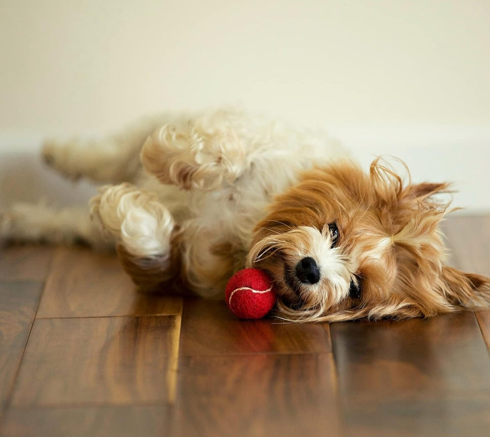 Midlee mini dog tennis balls red puppy-play action for wag-worthy fetch