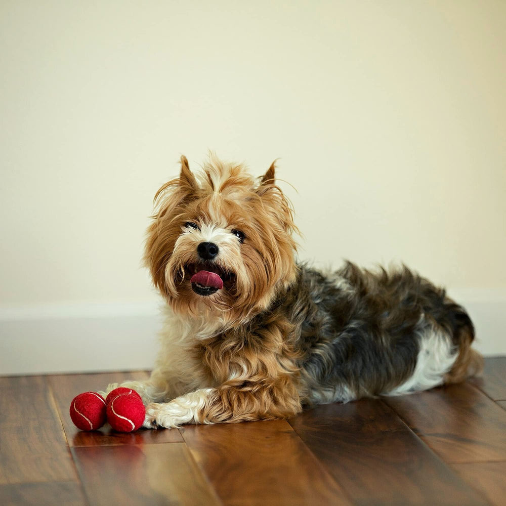 Midlee mini dog tennis balls red side-view, easy to grip for tiny mouths