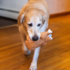 Midlee Roasted Thanksgiving Turkey Plush Dog Toy being carried by a dog during play