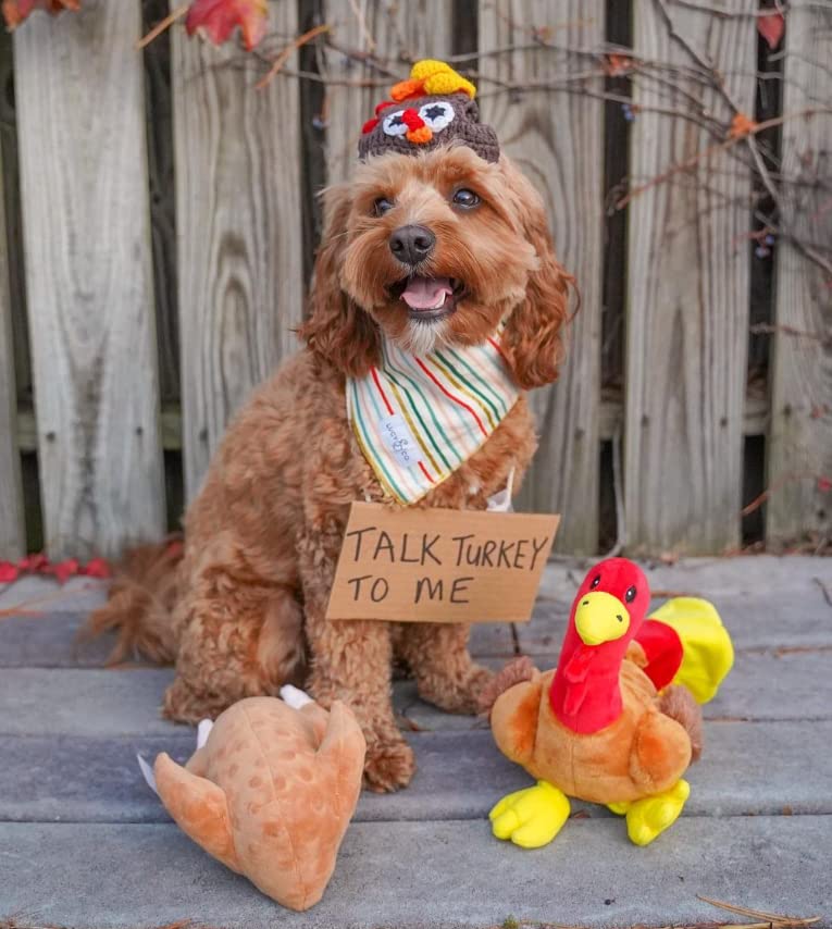Midlee Roasted Thanksgiving Turkey Plush Dog Toy in a fetch moment with dog