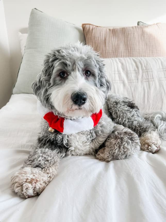 Midlee soft fleecy material collar offers comfortable daily wear